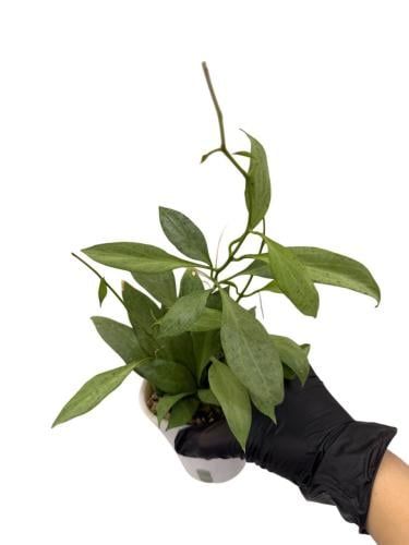 Hoya New Guinea ghost-هويا غينيا الجديدة شبح