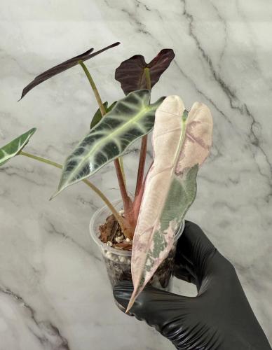 Alocasia Bambino Pink Variegated - ألوكاسيا بامبين...