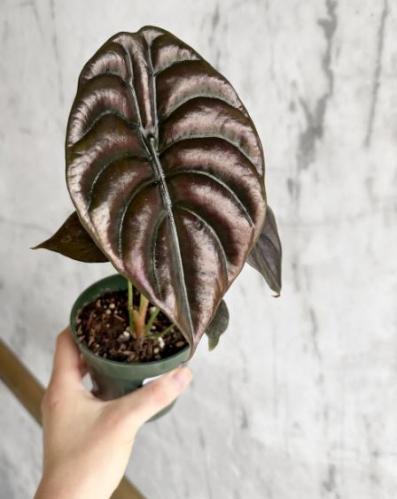 Alocasia cuprea ‘Red Secret’ - ألوكاسيا كوبرا السر...