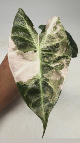 Alocasia Pink Dragon Pink Variegated – ألوكاسيا بينك دراجون بينك فرقيتد