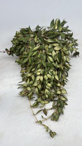 Hoya Lacunosa Variegated - هويا لاكونوسا فرقيتد