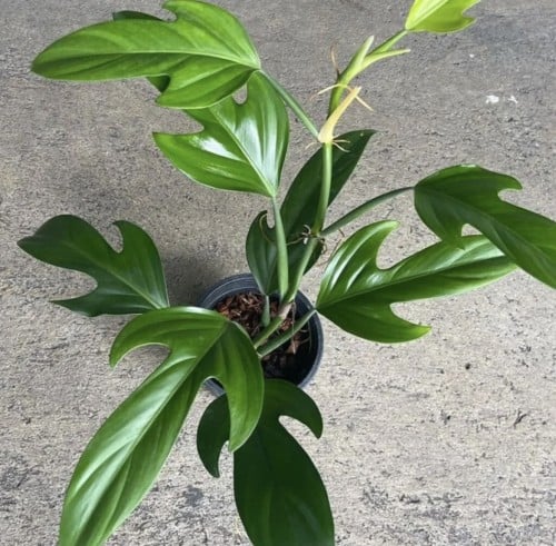 فيلوديندرون باندوريفورم - Philodendron Panduriforme