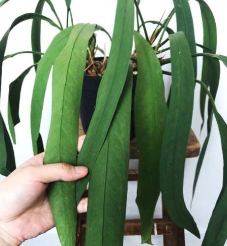 Anthurium vittariifolium- أنثوريوم فيتاريفوليوم