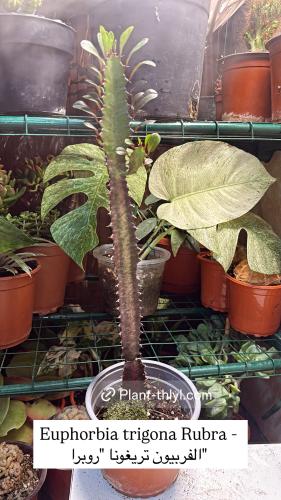 Euphorbia trigona Rubra - الفربيون تريغونا "روبرا"