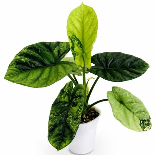 Alocasia Sinuata Mint Variegated – ألوكاسيا سينيـواتا  مينت