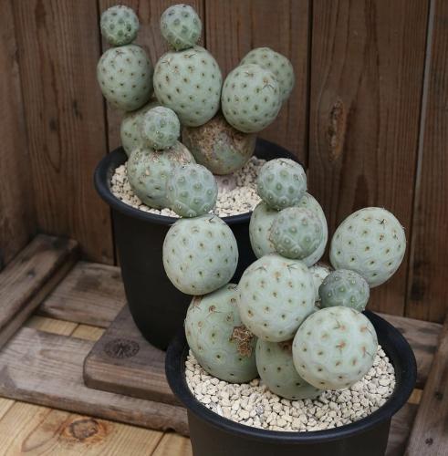 Tephrocactus geometricus - egg Dragone