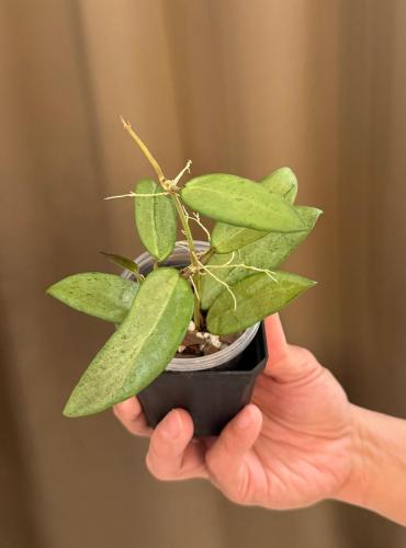 Hoya Silver Lady - هويا سيلفر ليدي