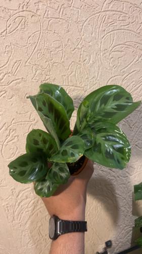 Maranta Leuconeura Kerchoveana- مارانتا ليوكونيورا كيرشوفيانا