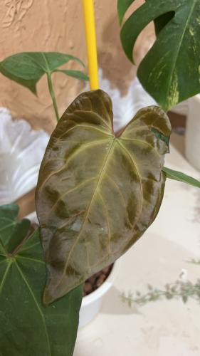 Anthurium Regale X One