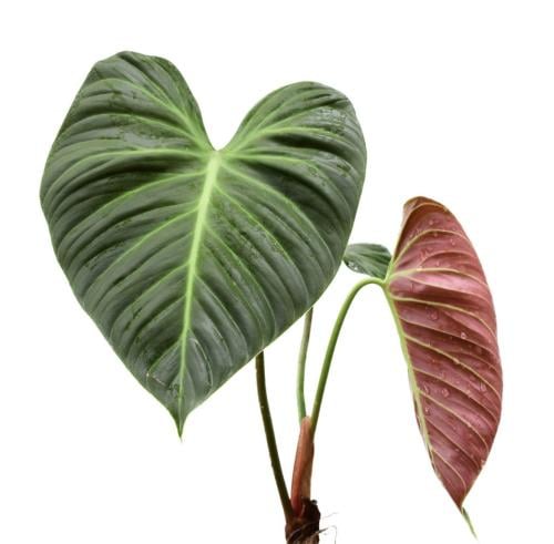 Philodendron El Choco Red - فيلوديندرون الشوكو الأحمر