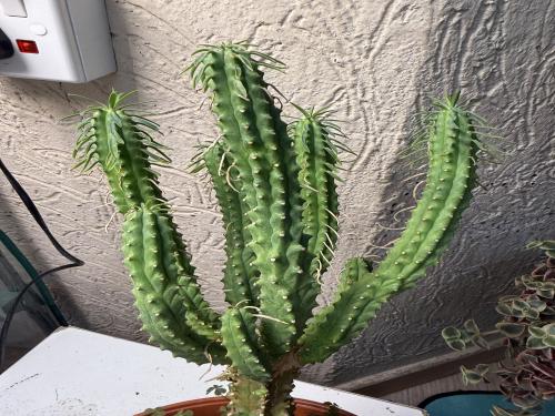 Euphorbia cv ‘Macguffin’ يوفوربيا ‘ماكغَفن