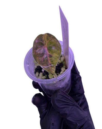 Alocasia Azlanii Aurea Variegata - ألوكاسيا أزلاني فرقيتد اوريا الذهبي