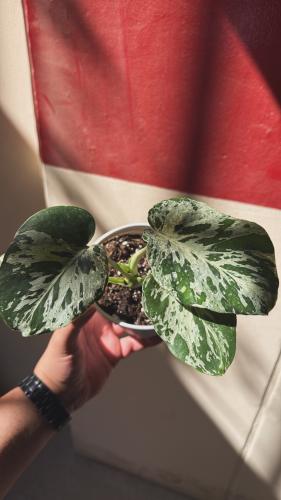 Monstera Bulbasaur Variegated – مونستيرا بولباسور فرقيتد