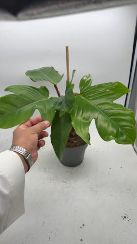 Philodendron Squamiferum - فيلوديندرون سكوامييروم