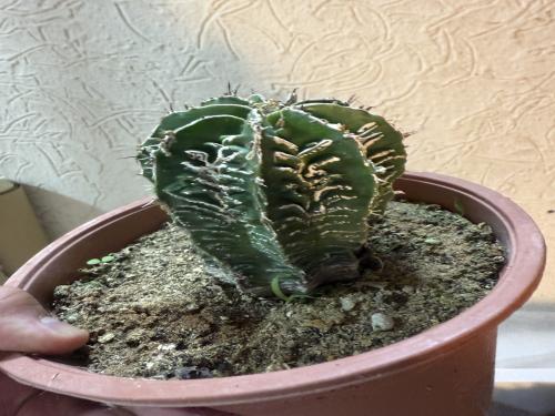 Astrophytum 'Hanakago' – أستروفايتوم هاناكاغو