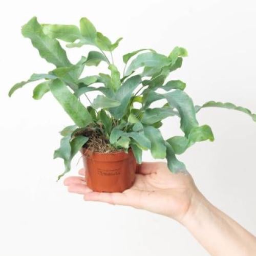 Phlebodium Aureum  Blue star fern - سرخس النجمة الزرقاء