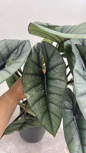 Alocasia Platinum Variegated