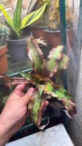 Cryptanthus Calypso - كريبتانثوس كاليبسو