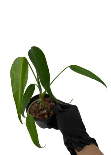 Monstera Burle Marx Flame - مونستيرا بورل ماركس فليم