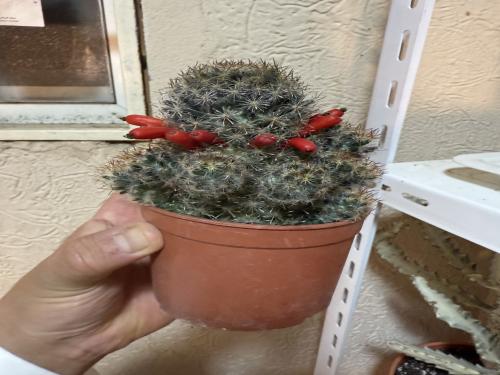 Mammillaria prolifera – ماميلاريا بروليفيرا