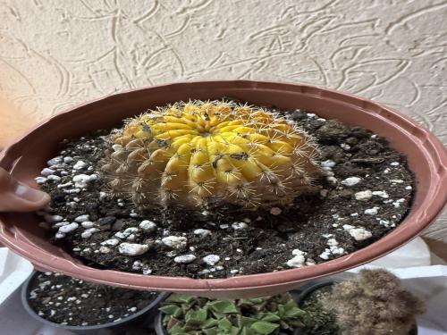 Gymnocalycium mihanovichii variegata (Orange) – جمنوكاليشيوم ميهانوفيتشي فارغيغاتا برتقالية