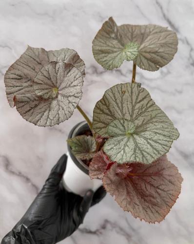 Begonia Mirage Curl - بيجونيا ميراج كيرل