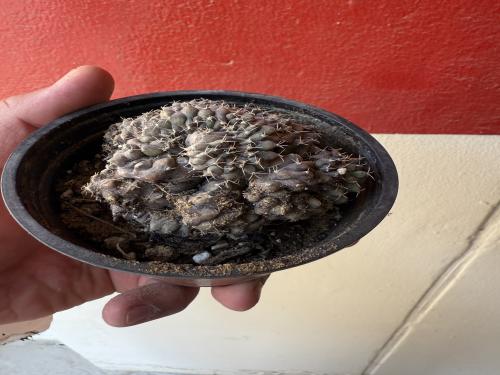 Crestata gymno mihanovich - جمنوكاليسيوم ميهانوفيتشي كريستاتا