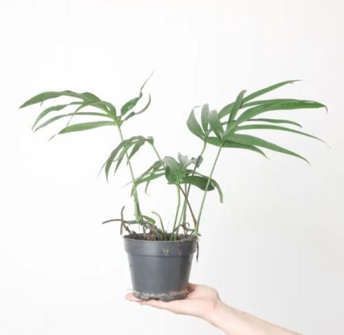 Amydrium zippelianum - اميدريوم زيبليانوم