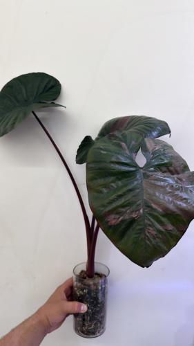 Alocasia​ Serendipity​ Pink Variegated - ألوكاسيا​ سيرينديبيتي​ بينك فرقيتد