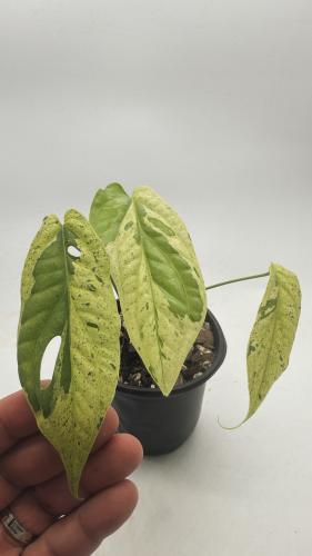 Amydium Medium Galaxy Variegated - أميديوم ميديم جالكسي فرقيتد