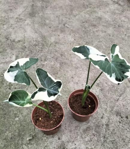 Alocasia Mickey Mouse Variegated - الوكاسيا ميكي ماوس فرقيتد