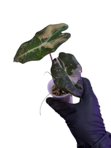 Alocasia Amazonica Pink Albo Variegated – ألوكاسيا أمازونيكا بينك ألبو فرقيتد