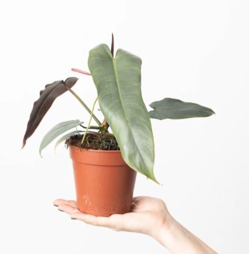 Philodendron Atabapoense - فيلوديندرون أتابابوينسي