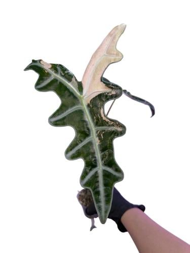 Alocasia Nobilis Pink Variegated – ألوكاسيا نوبيلِس الوردي فرقيتد
