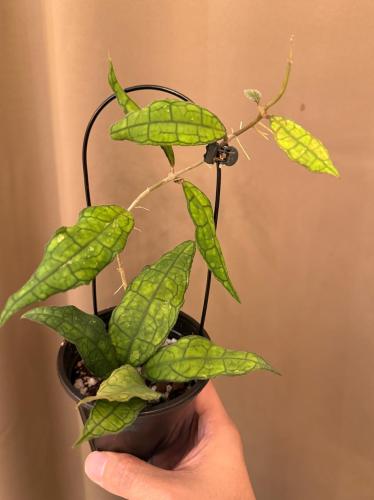 Hoya finlaysonii - هويا فينلايسوناي