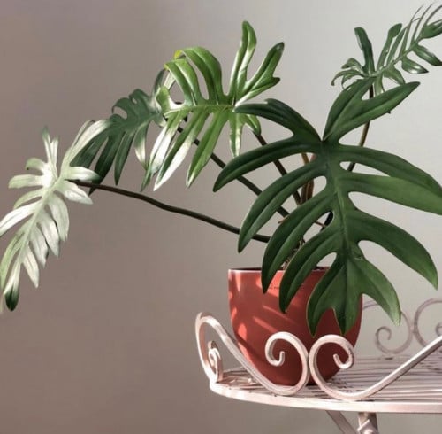Philodendron Elegans - فيلوديندرون إليجانز