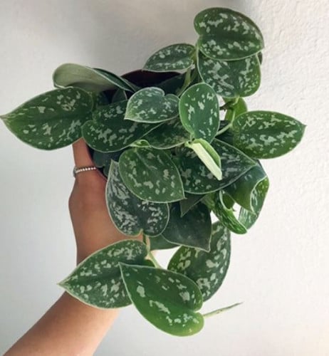 Scindapsus Pictus Argyraeus -سكاندبسس بكتوس ارجريس