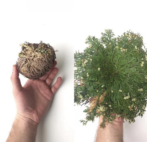 نبتة أريحا – النبتة المعجزة - Rose of Jericho
