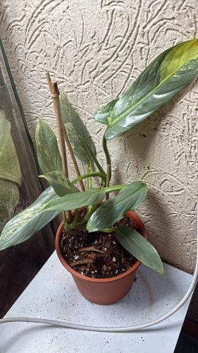 Philodendron Silver Sword Variegated - فيلوديندرون السيف الفضي فرقيتد