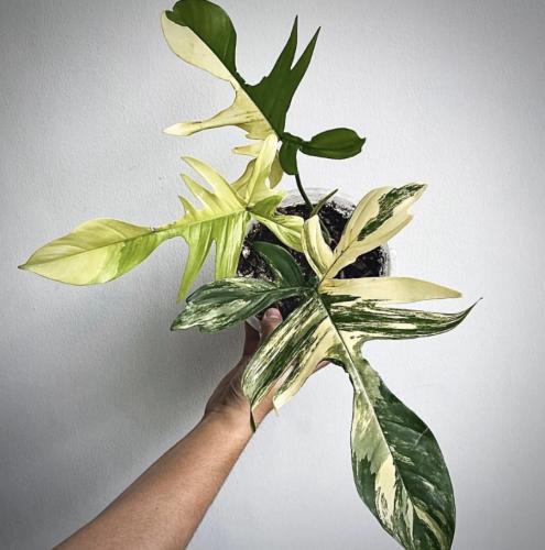 فيلوديندرون فلوريدا بيوتي - Philodendron Florida B...