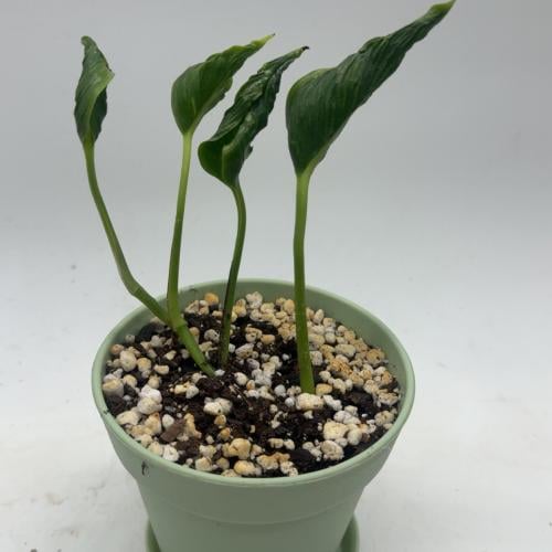 Epipremnum Shangri la - ابيبريمنيوم شانغري لا