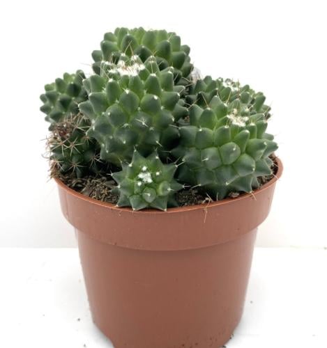 Mammillaria Polythele fma. Inermis