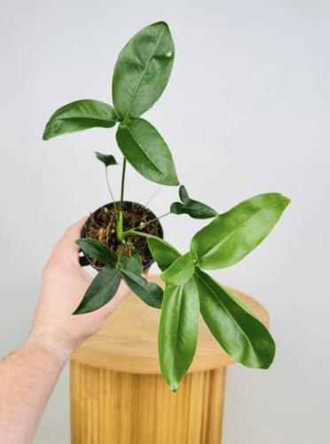 فيلوديندرون غولدياي – Philodendron Goeldii