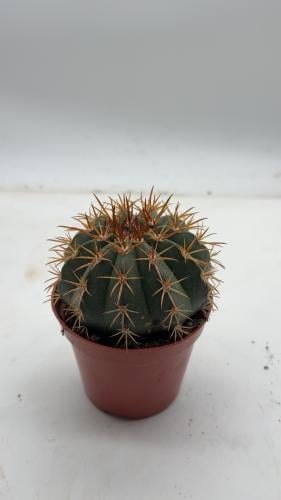 Melocactus intortus — ميلوكاكتوس إنتورتس
