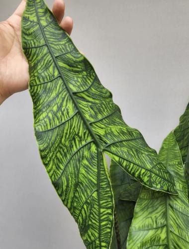 Alocasia zebrina Reticulata— ألوكاسيا زيبـرينا ريتكولاتا