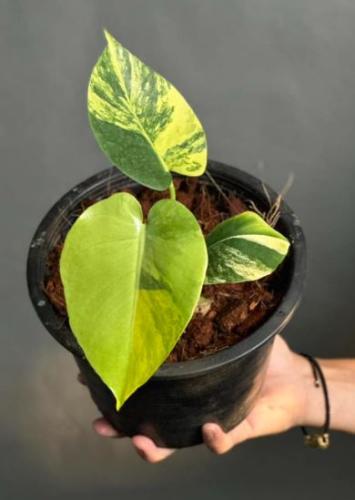 Monstera deliciosa ‘Yellow Marilyn’ Variegated – مونستيرا  ديليشوسا يلو مارلين فاريقيتد