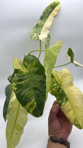 Philodendron Paraiso Verde Albo – فيلوديندرون بارايسو فيردي ألبو