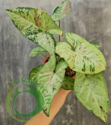 سينجونيوم كونفيتي ميلك ثلاثي الألوان - Syngonium Milk Confetti Tricolor