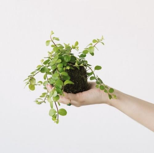 ‏Peperomia Rotundifolia ببروميا روتون ديفوليا