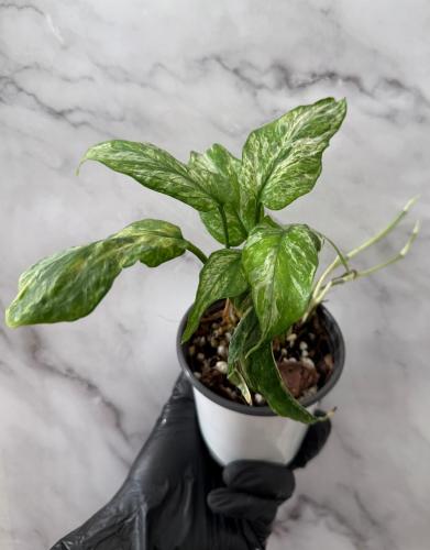 Amydium Medium Variegated - أميديوم ميديم فرقيتد